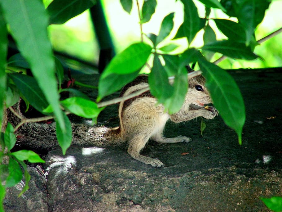 Squirrels, Hiding, Animals, Mammals, furry, furs, bushy, tail HD wallpaper