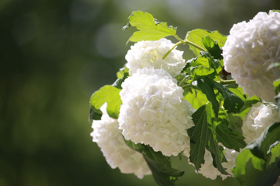 hydrangea, bush, hydrangea bush, flowers, garden, nature, flower garden HD wallpaper