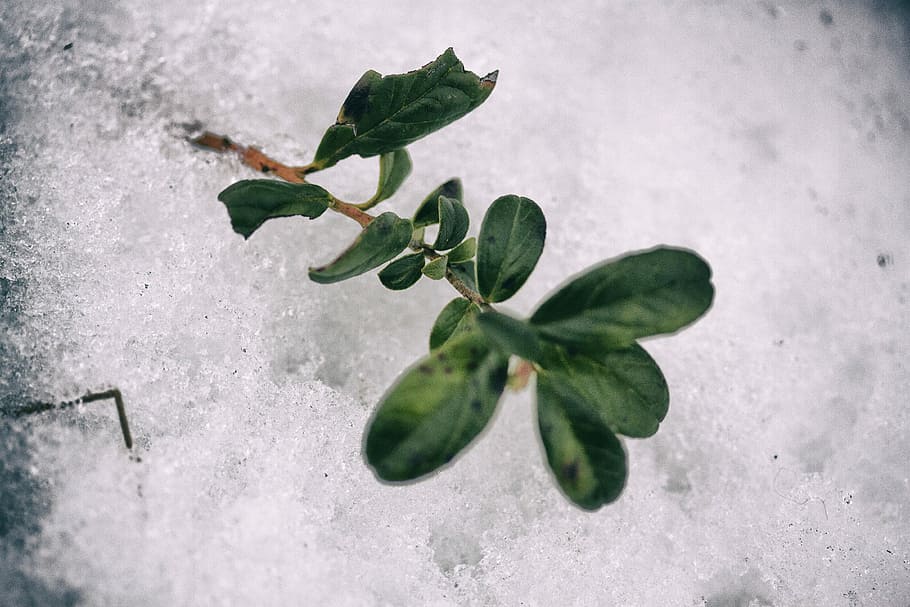 closeup photo of green leaves, green leafed plant, stem, snow HD wallpaper