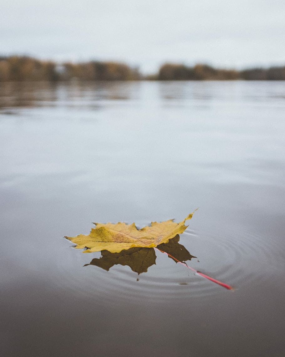 yellow maple leaf on calm waters, shallow focus photography of yellow leaf floating on body of water HD wallpaper