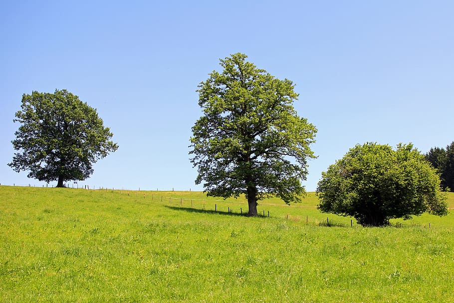 Tree, Meadow, trees, individually, pasture, nature, sky, blue HD wallpaper