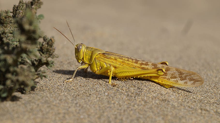 Sand, Beach, Grasshopper, Yellow, Insect, desert locust, schistocerca gregaria, HD wallpaper