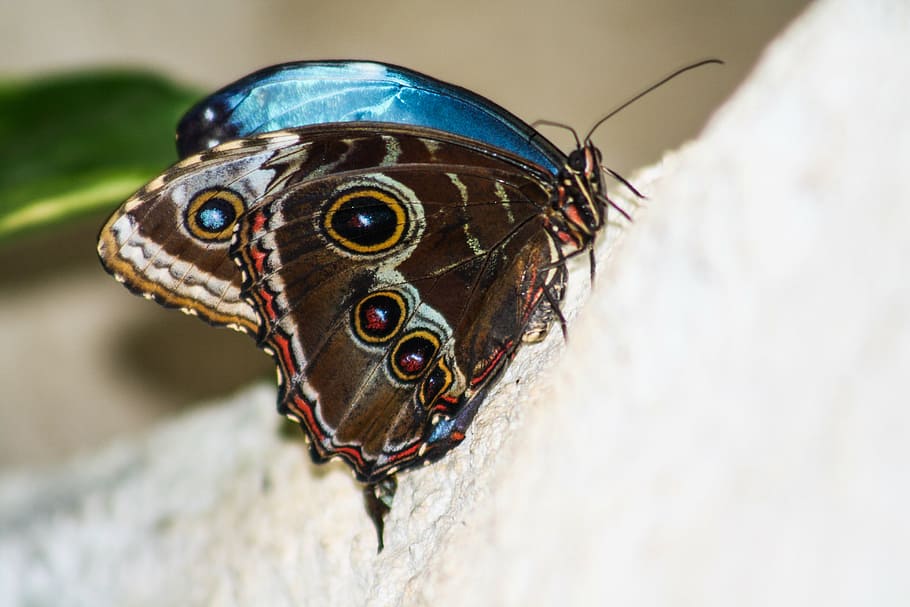 butterfly, close, one animal, animal wildlife, close-up, animal body part HD wallpaper