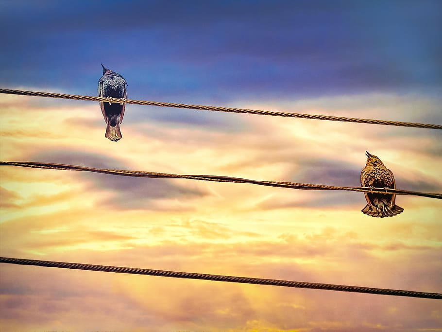 bird, power line, sky, animal, animal themes, vertebrate, animal wildlife HD wallpaper
