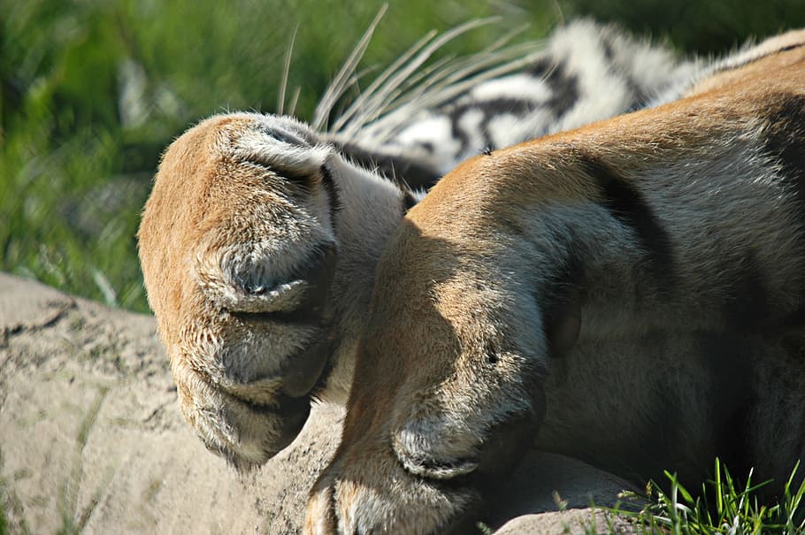 selective focus photography of tiger's paws lay on gray surface HD wallpaper