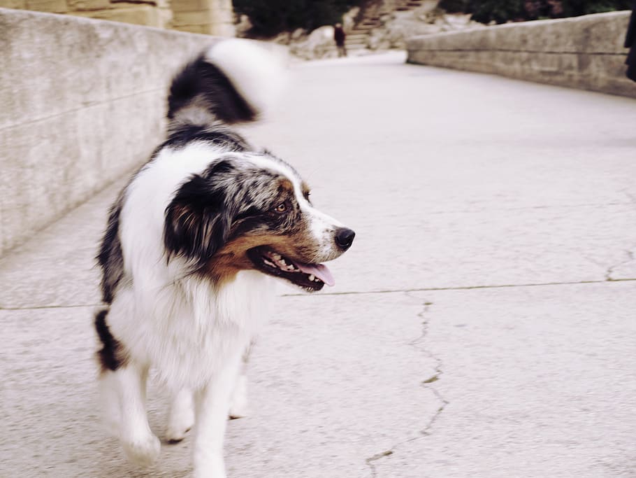 dog, path, one animal, canine, mammal, animal themes, pets HD wallpaper