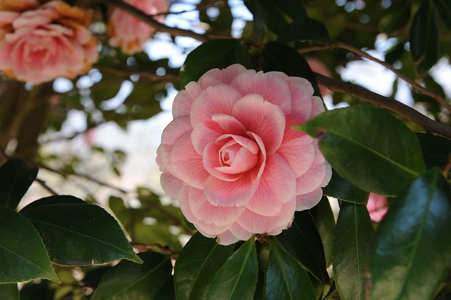 HD wallpaper: camellia flower, republic of korea, hainan, dongbaek ...