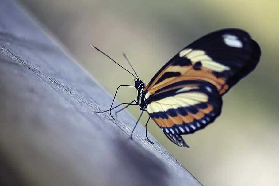 insect, butterfly, nature, wing, invertebrate, animal wing HD wallpaper
