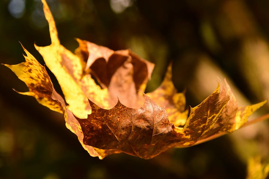 maple leaf, autumn, leaves, maple leaves, colorful, fall foliage HD wallpaper