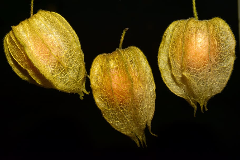 physalis, fruit, delicious, red, sweet, healthy, ripe, food HD wallpaper