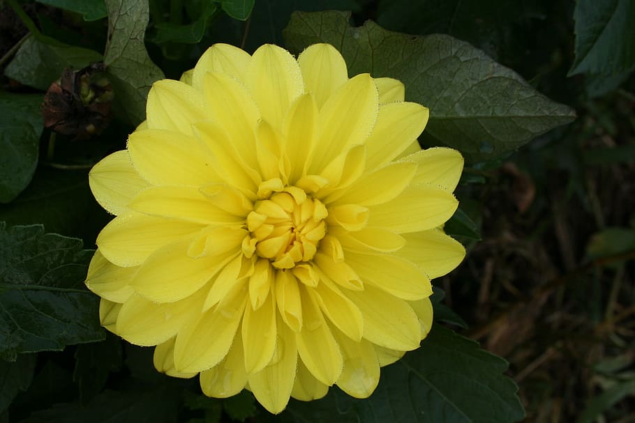 flower, macro, yellow, flowering plant, petal, flower head HD wallpaper
