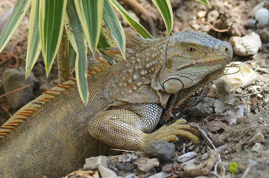 Iguana, Ponte, Eggs, Lizard, wild animals, reptile, nature HD wallpaper