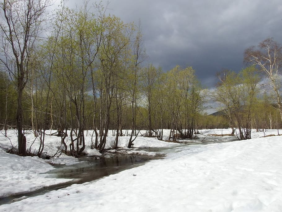 Spring, Winter, Greens, summer, meltwater, creek, snow, snowdrifts HD wallpaper