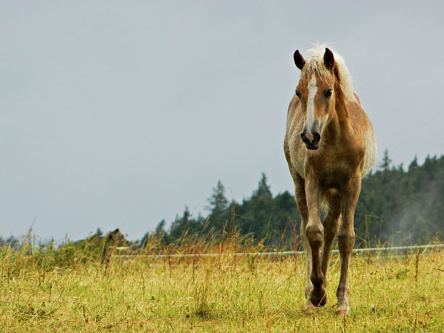 brown horse walking on field at daytime, haflinger, foal, pasture, HD wallpaper