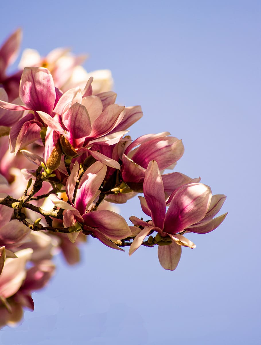 magnolia, blossom, bloom, spring, tree, flower, pink, frühlingsblüher HD wallpaper