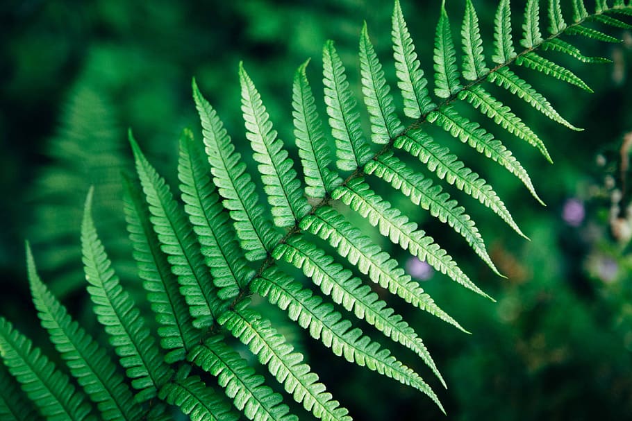 closed-up photo of green fern plant, fern leaf in macro shot HD wallpaper