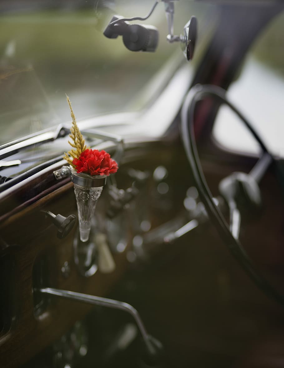 focus photo of flower inside vehicle, black red petaled flowers beside steering wheel HD wallpaper
