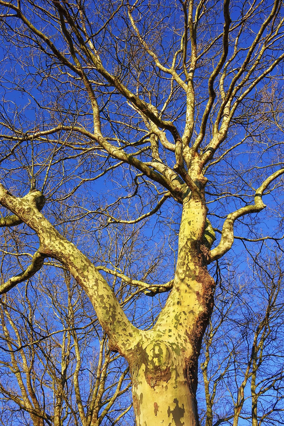 platanus, plane tree, sycamore, trunk, bark, green bark, branch HD wallpaper