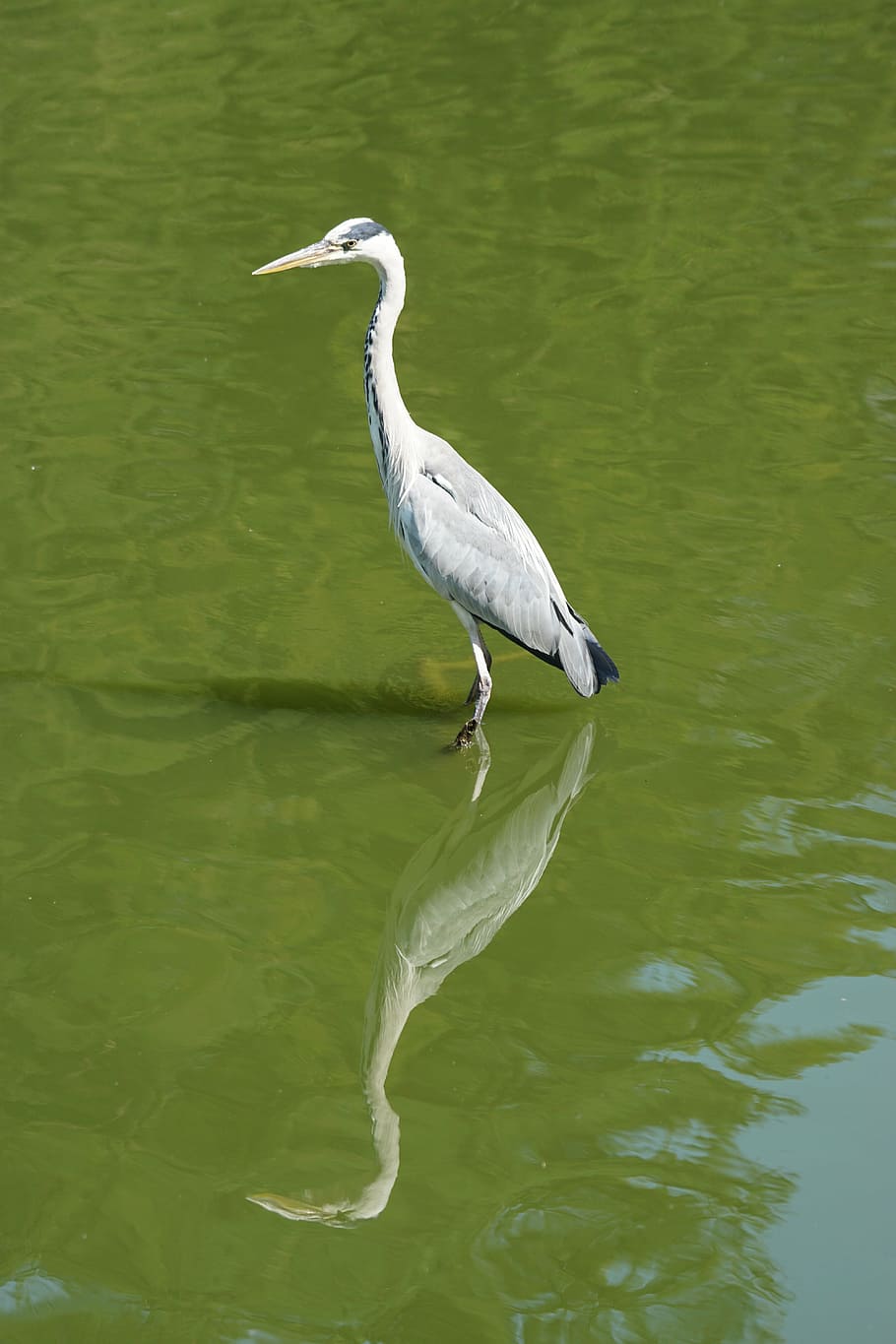 bird, heron, water, vertebrate, animal, animal wildlife, animal themes HD wallpaper
