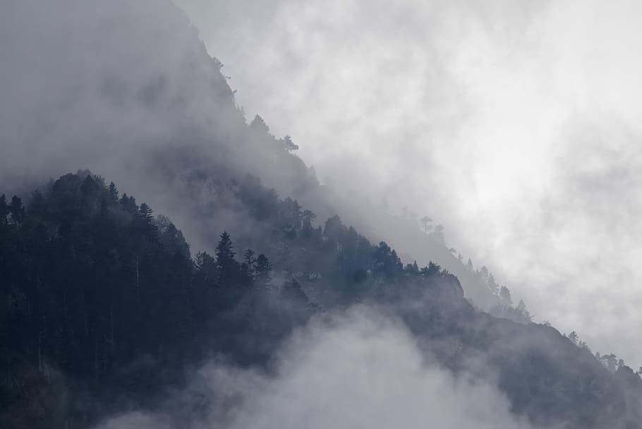 mountain surrounded with fog, trees covered by fog, forest, woodland