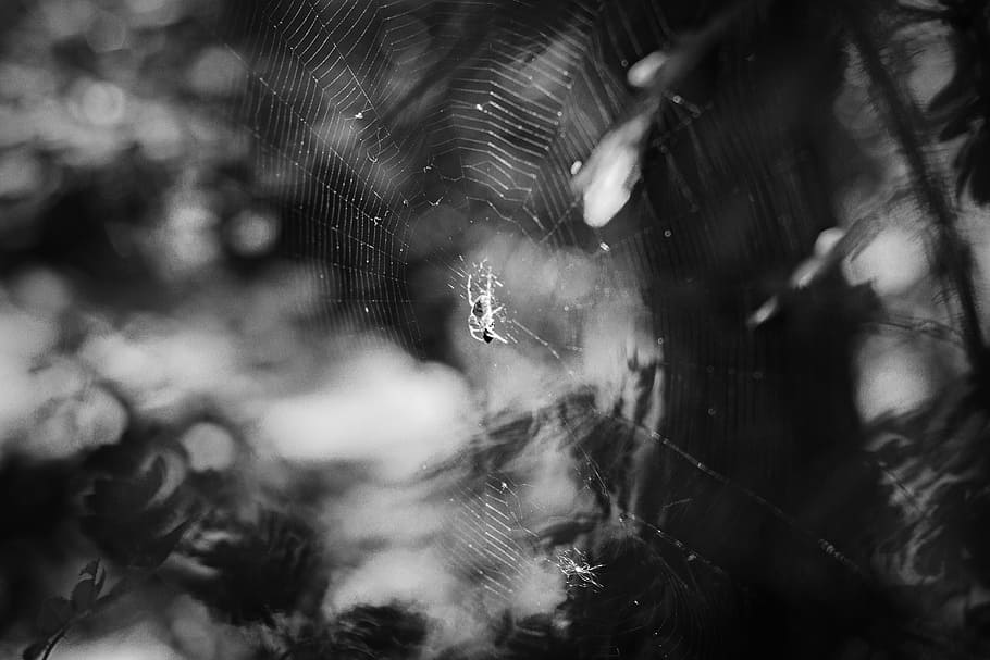 spider web, nature, macro, insects, summer, pauček, black and white HD wallpaper