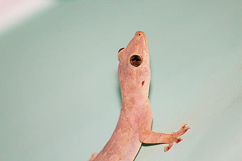 house lizard, raptile, home, wild, animal, nature, green, tropical HD wallpaper