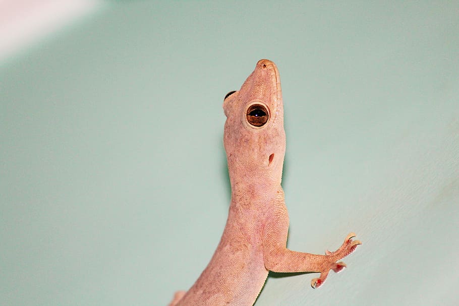 house lizard, raptile, home, wild, animal, nature, green, tropical HD wallpaper