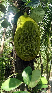 fruit, spikes, jackfruit, green, plants, leaves, trunks, growth HD wallpaper