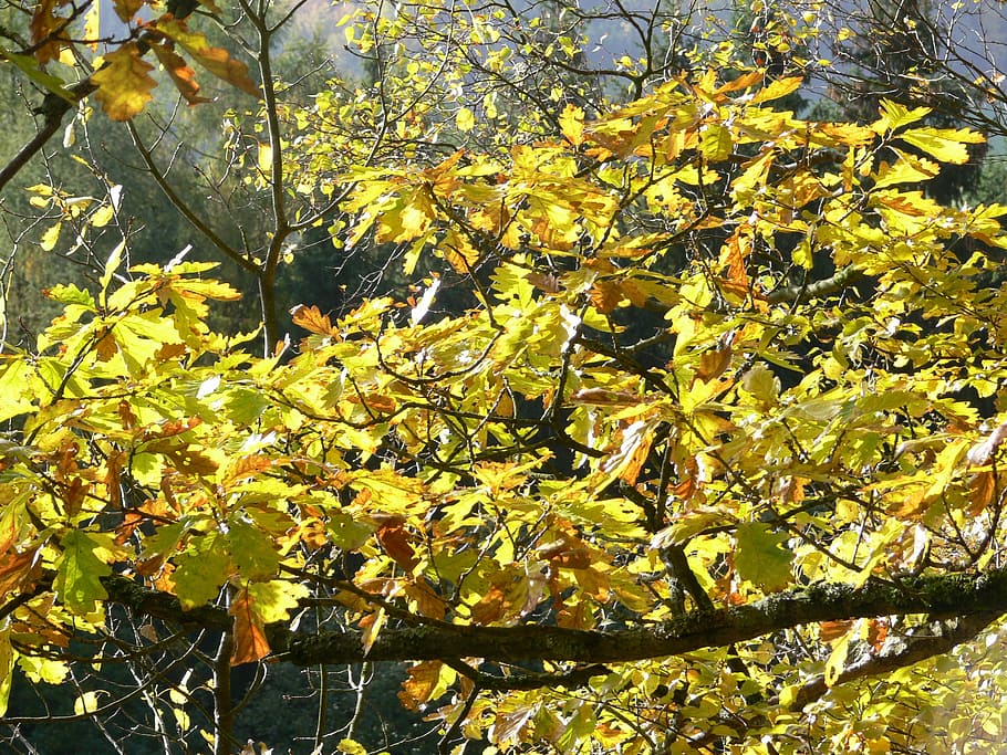 Branch, Tree, Oak, Branches, autumn, crotch, forest, time of year HD wallpaper