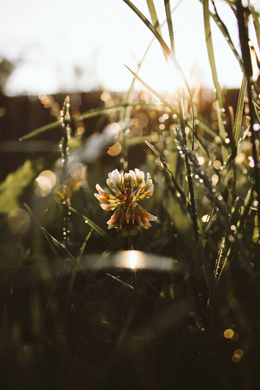 Stripe, Lines, Flare, Burn, Flower, sunset, the golden hour HD wallpaper