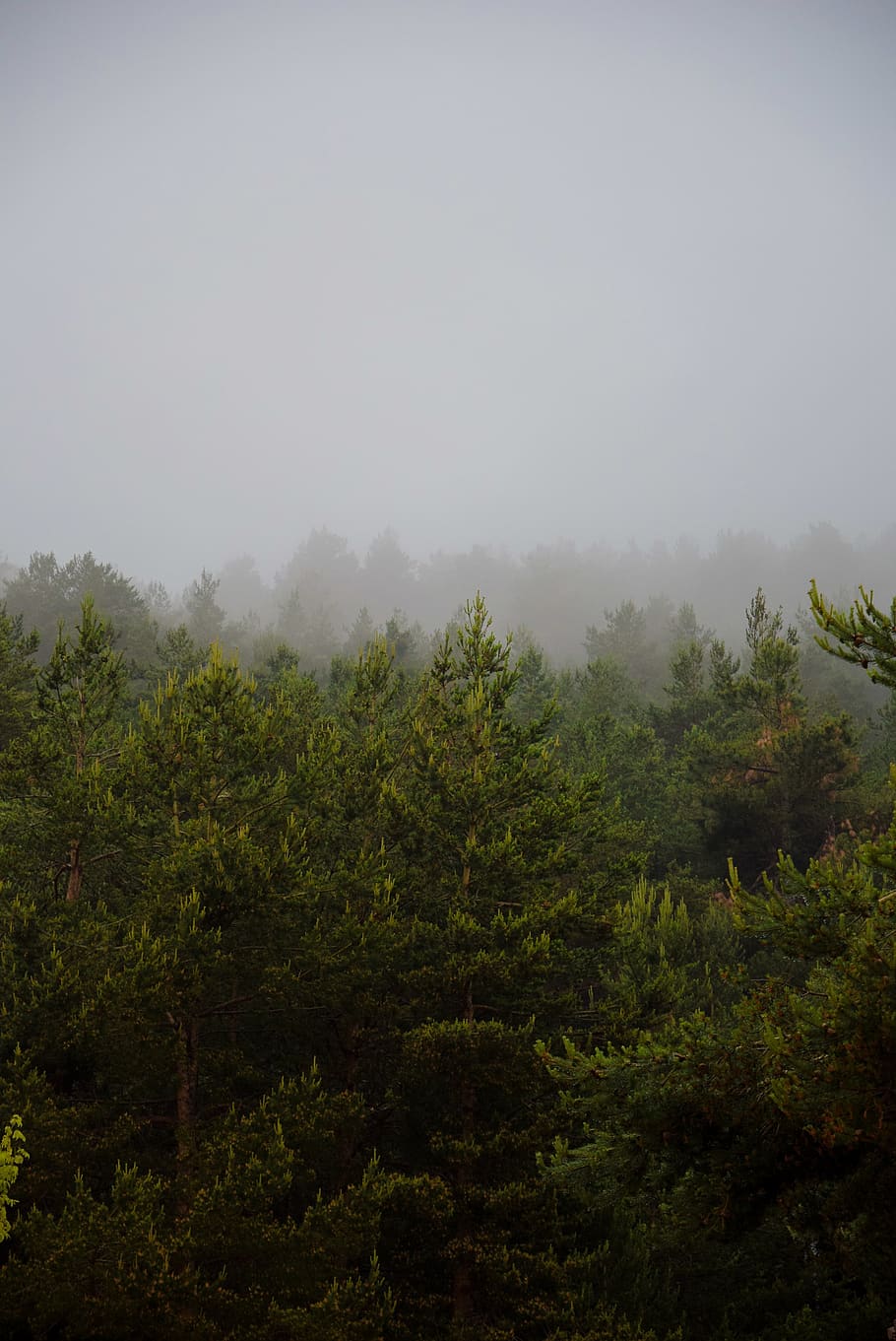 mist, fog, pine, mountain, tree, plant, beauty in nature, tranquility HD wallpaper