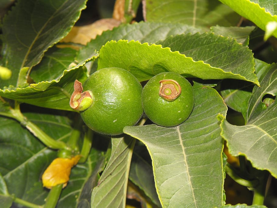 Passiflora Fruit, Passiflora, passion fruit, juicy, food, ripe HD wallpaper