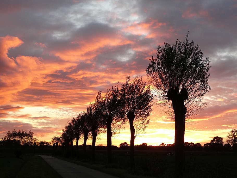 silhouette photo of trees at golden hour, sunset, evening, red HD wallpaper