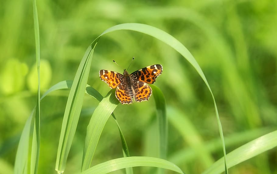 insect, so, ni, animal themes, animal wildlife, invertebrate HD wallpaper