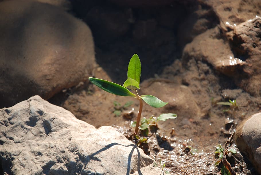 green leafed plant, Growth, Sapling, Water, Alone, nature, environment HD wallpaper