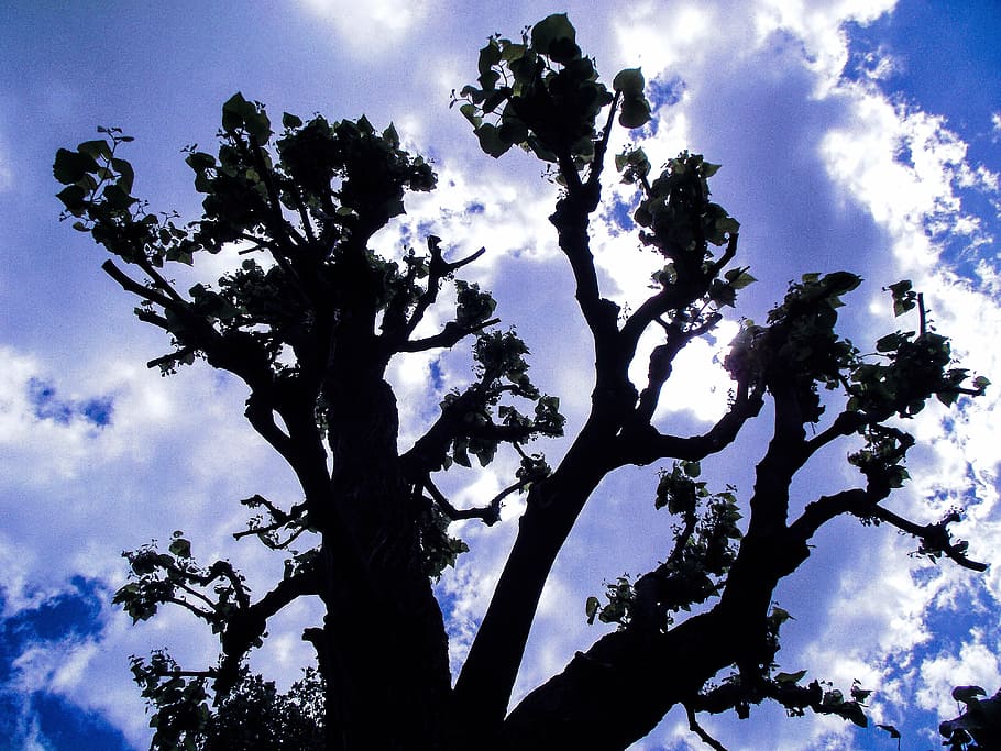 sky, blue, clouds, day, tree, silhouette, nature, agriculture HD wallpaper