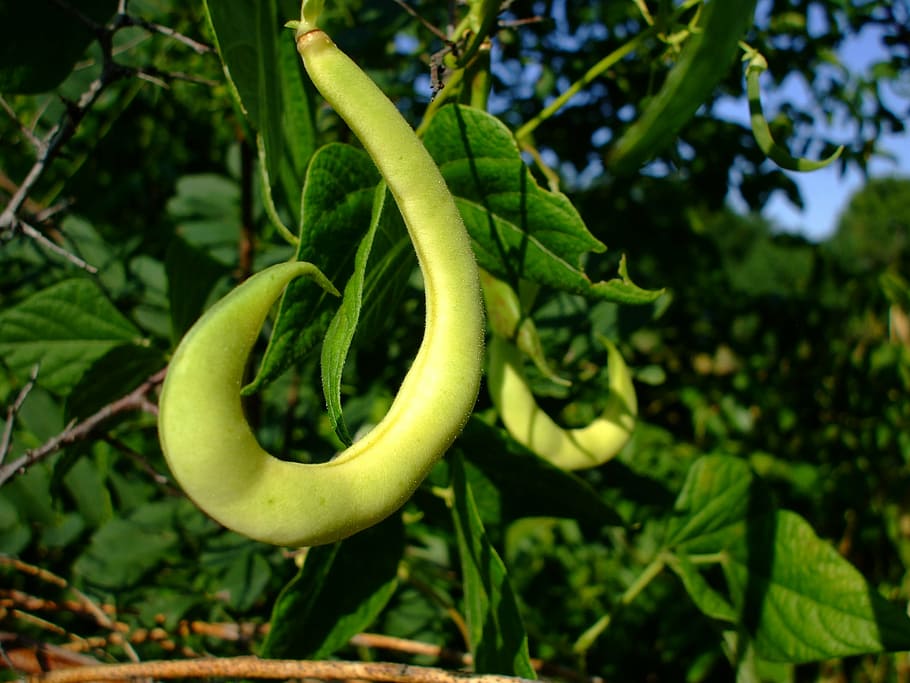 bean pod, green, plant, growth, green color, food, freshness HD wallpaper