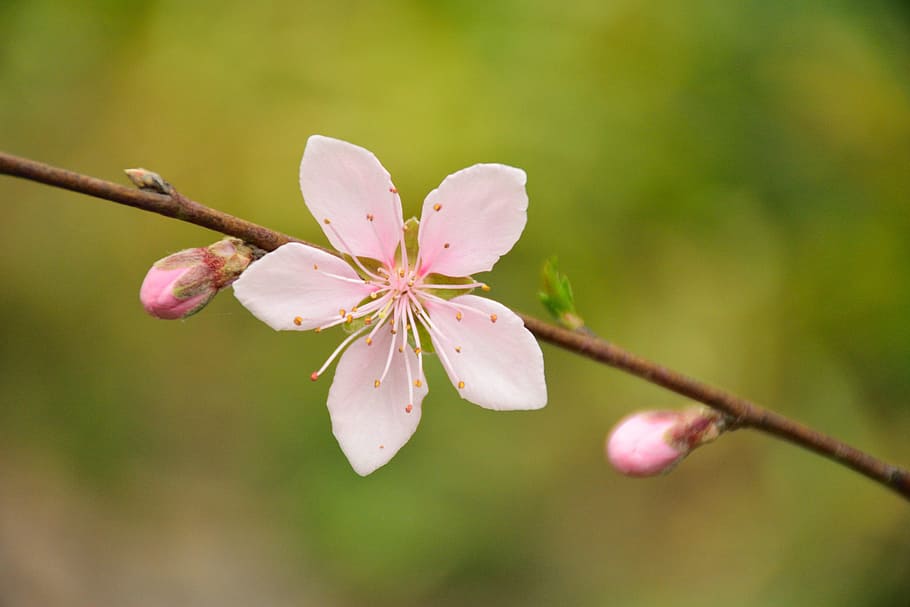 Cherry Blossom, White, Spring, flower, nature, fragility, beauty in nature HD wallpaper