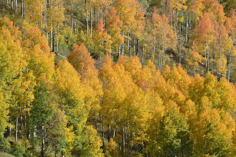 colorado, aspen trees, fall color, change, plant, autumn, beauty in nature, HD wallpaper