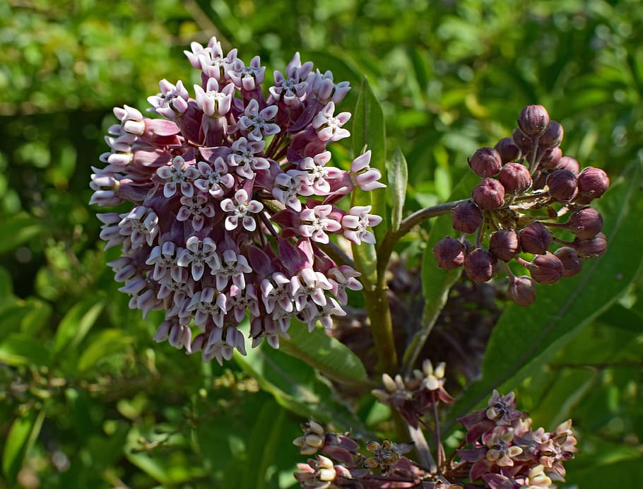 purple and white flowers, milkweed, blossom, bloom, plant, nature, HD wallpaper