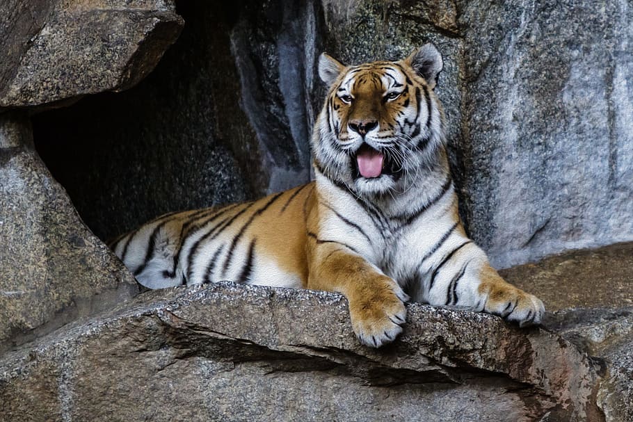 berlin, zoo, tiger, animal themes, big cat, mammal, feline HD wallpaper