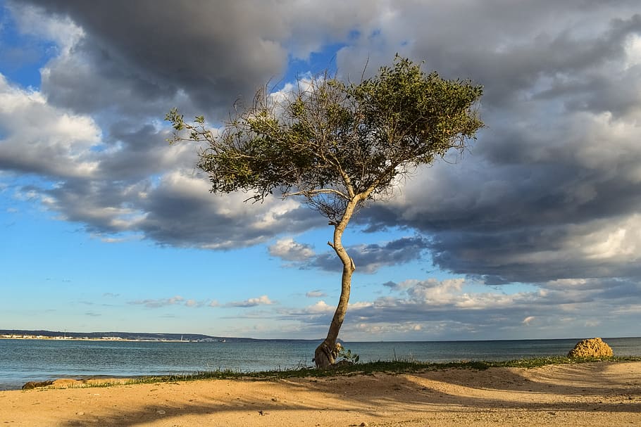 cyprus, potamos liopetri, tree, beach, sea, landscape, scenery HD wallpaper