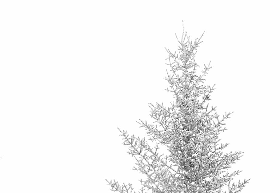 pine tree coated with snow, tree covered with snow, ice, white HD wallpaper