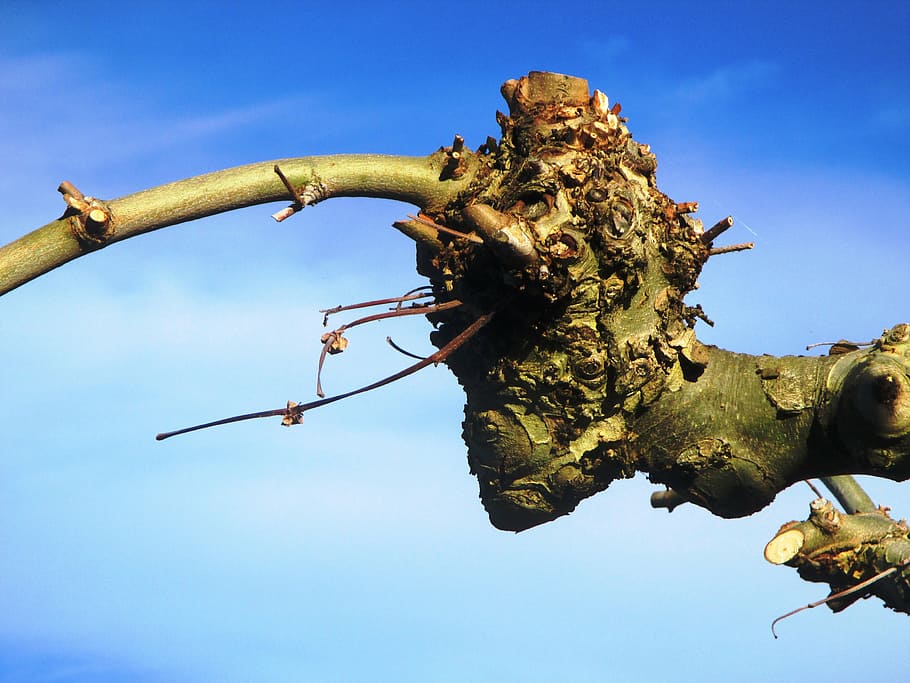plane, strunk, branch, truncate, beschnitten, tree, sky, nature HD wallpaper