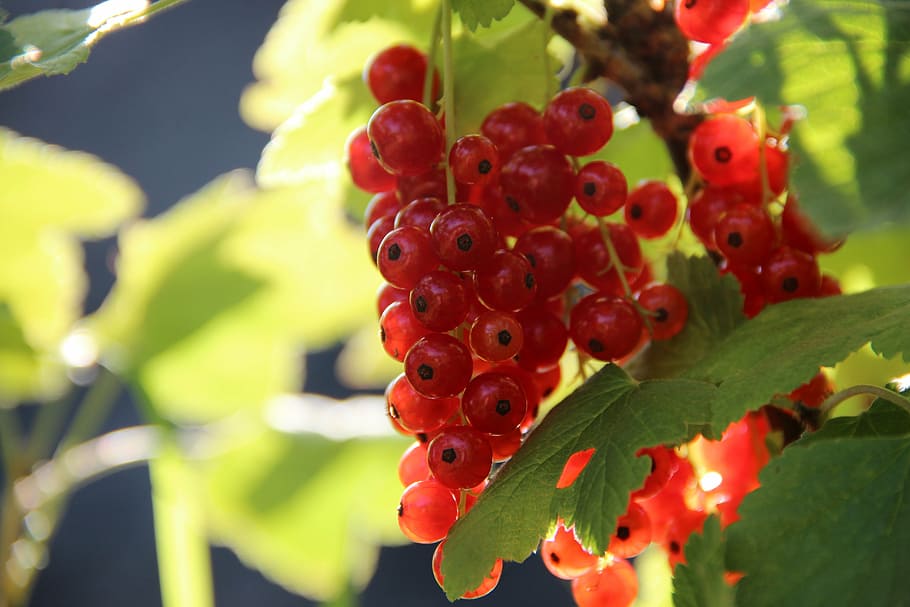 red cherries fruits, currants, berry, sweet, red currant, garden currant HD wallpaper