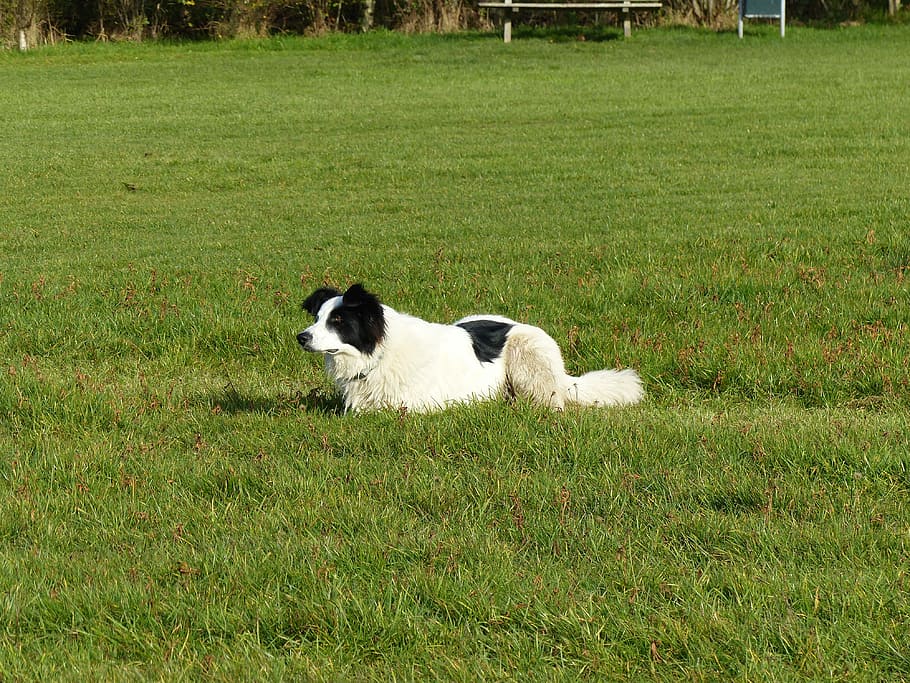 Dog, Lying, Crossing, Grass, daddy, watch, black white, nature HD wallpaper