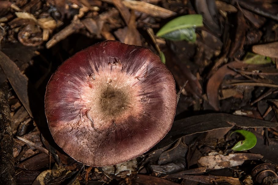 HD wallpaper: fungus, brown, mushroom, toadstool, circle, forest