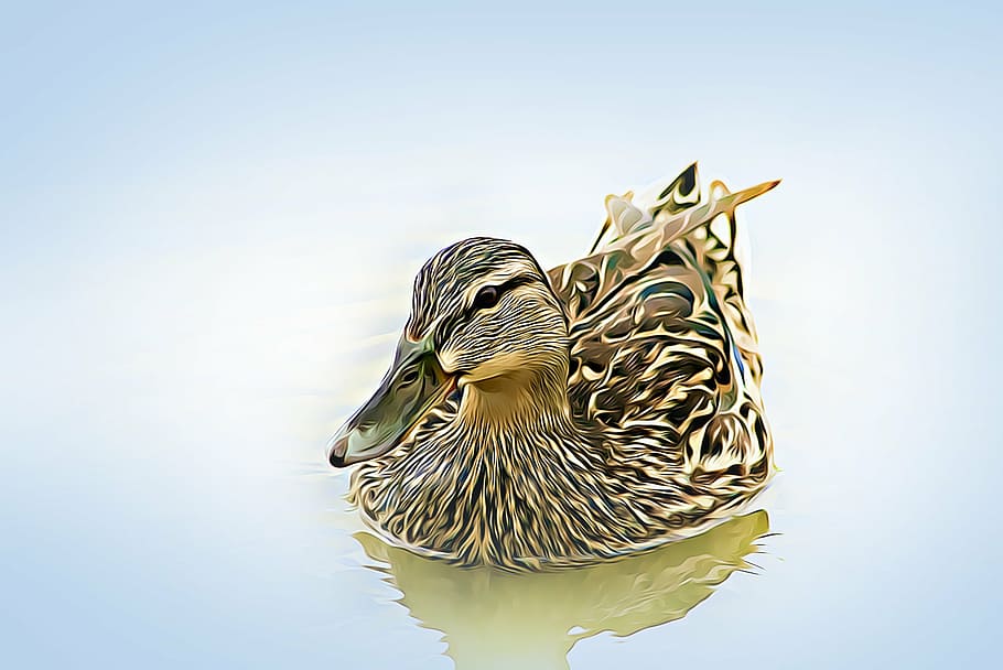 duck floating on water, digital, graphics, wild ducks, bird HD wallpaper