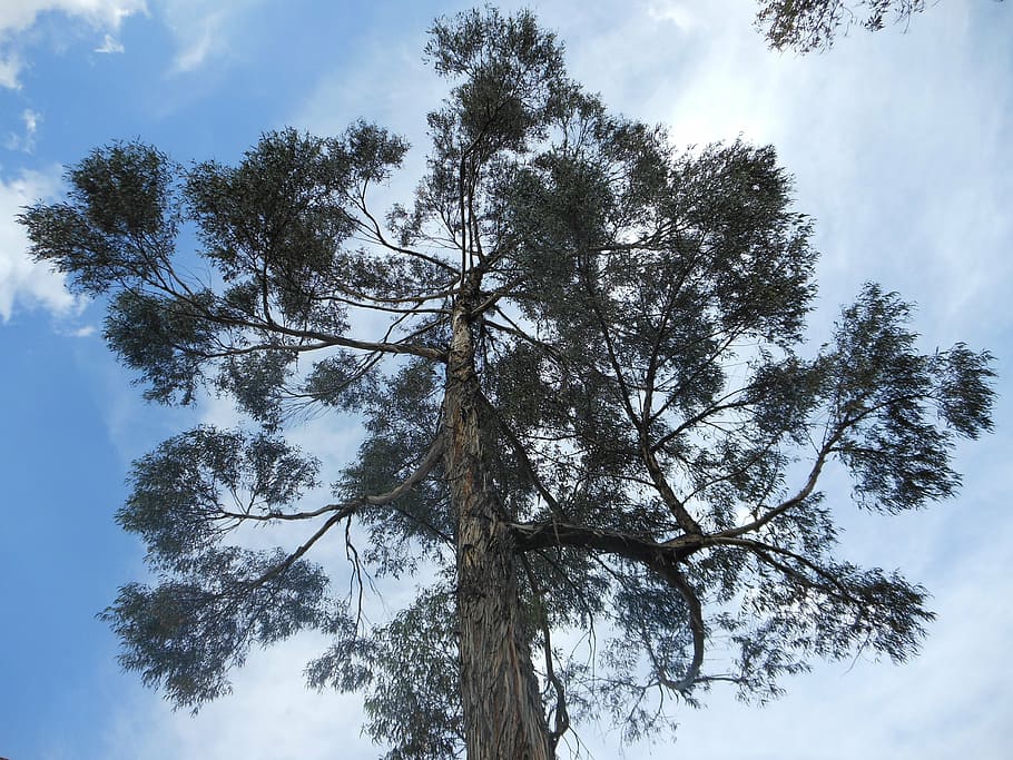 tree, sky, clouds, trees, plant, low angle view, cloud - sky HD wallpaper