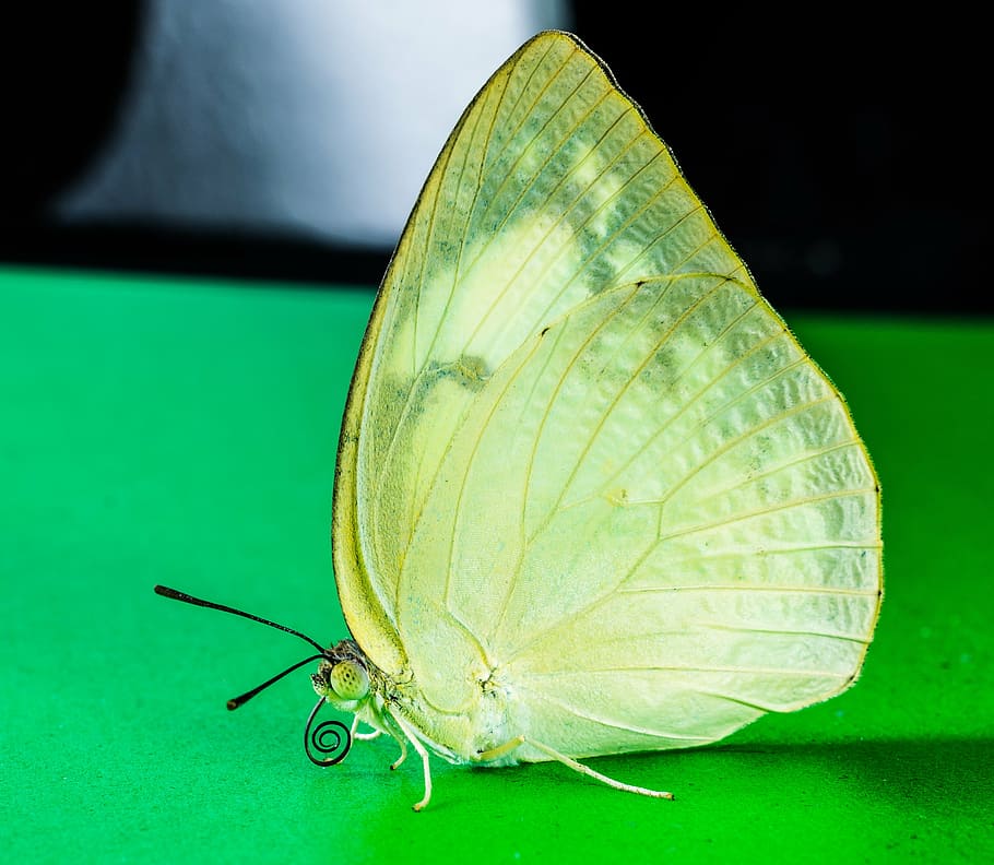 butterfly, insect, invertebrate, close-up, one animal, animal wildlife HD wallpaper